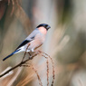 冬に撮影した鳥たち*9　アカウソ