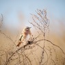 冬に撮影した鳥たち*12　ハチジョウツグミ