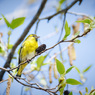 冬に撮影した鳥たち*15　マヒワ