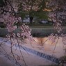 夕暮れの賀茂川