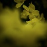 ヤマブキ