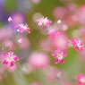 Pink star