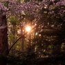 太陽と桜