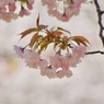 P1060278
