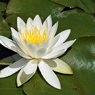 スイレンの花①
