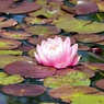 スイレンの花②