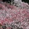 花の里