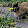 写真エッセイ：家の、みー