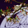 桜と日本