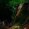苔と時間