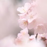 春に囲まれて