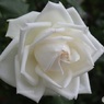 春の薔薇