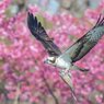 ミサゴと河津桜