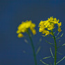 20110327-IMG_0047