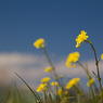 20110327-IMG_0269