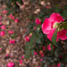 20110416-IMG_0070