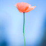 20110420-DSC01419