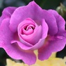 私の好きな薔薇の形