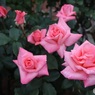 尖った薔薇らしさ