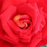 赤い薔薇