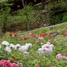 P1070425