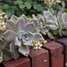 花咲いた