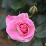 造花じゃないわよ