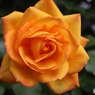 オレンジ色の薔薇が好き