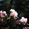 P4270007
