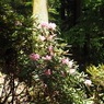 P4270015