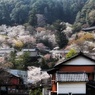 下から眺める長谷寺
