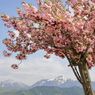 山の春