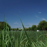 2023GW_石神井公園散策１