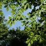 2023GW_石神井公園散策6