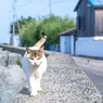 おはよう、ネコさん