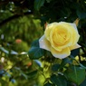 P1080260