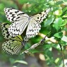 ２０２３生物園～xiii