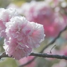 牡丹桜