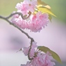 八重桜