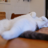にゃんこ