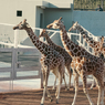 多摩動物園