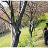 菜の花の散歩道