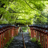 新緑の貴船神社