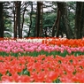 チューリップの森