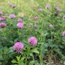 ありふれていても好きな花