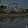 公園の池　桜