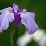 花菖蒲