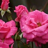 5月のバラ：芳純