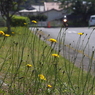 写真エッセイ：Cat's ear