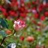 P1080377